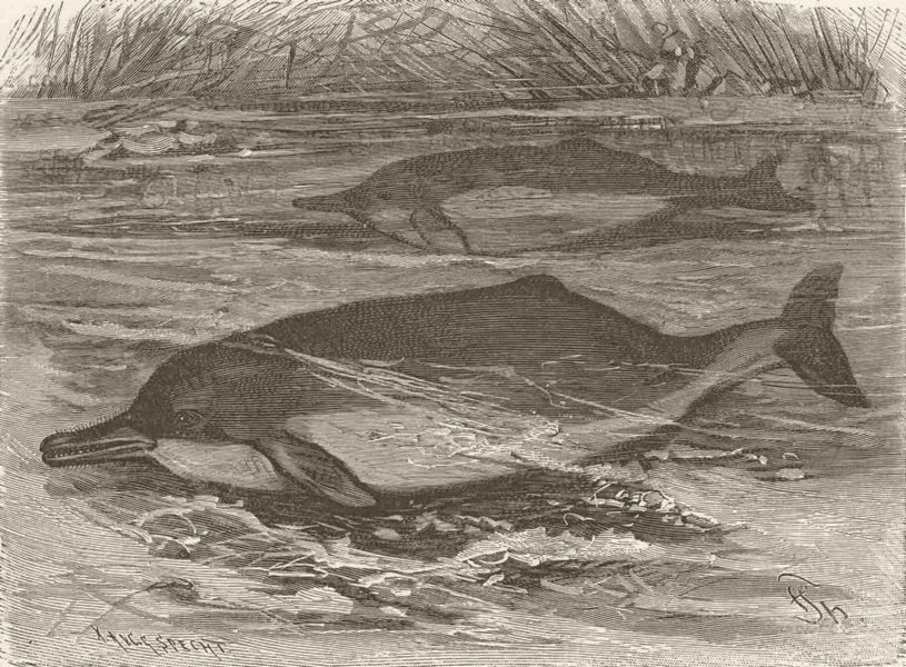 Associate Product CETACEANS. The Amazonian dolphin 1894 old antique vintage print picture