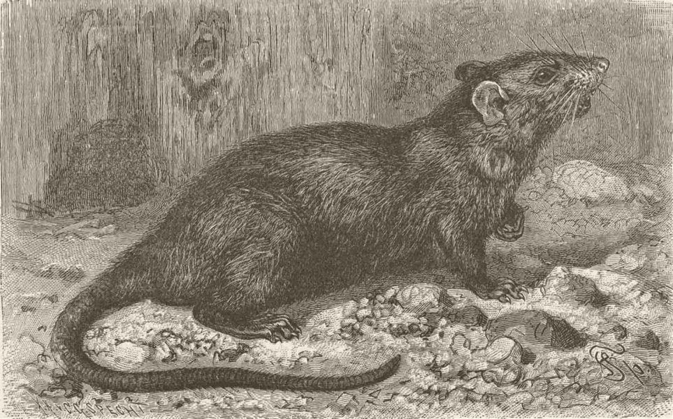 RODENTS. The black rat 1894 old antique vintage print picture