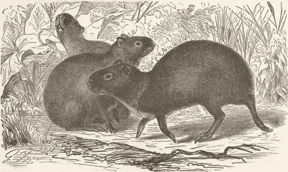 Associate Product RODENTS. The common Aguti 1894 old antique vintage print picture
