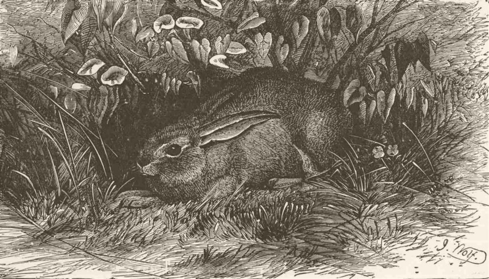 HARES. Hare in its form 1894 old antique vintage print picture