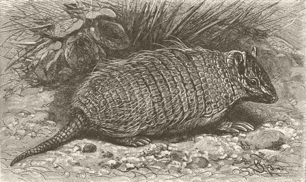 Associate Product EDENTATES. Weasel-headed armadillo 1894 old antique vintage print picture