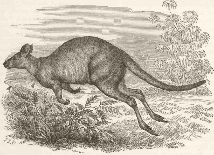 MARSUPIALS. The Pandamelon wallaby 1894 old antique vintage print picture