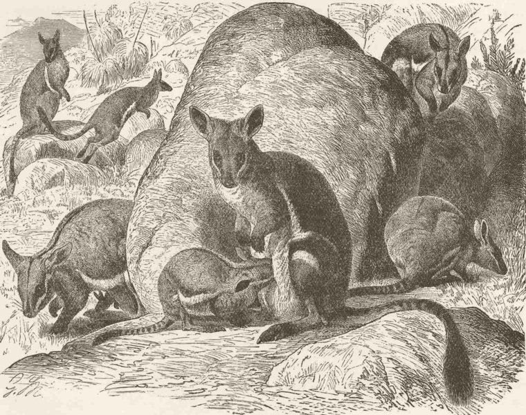 MARSUPIALS. Yellow-footed rock-wallaby 1894 old antique vintage print picture