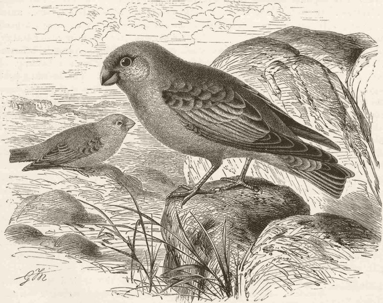 Associate Product PERCHING BIRDS. Desert-finch 1894 old antique vintage print picture