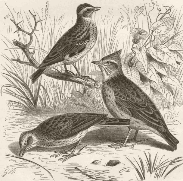 Associate Product PERCHING BIRDS. Skylark, woodlark & crested lark 1894 old antique print