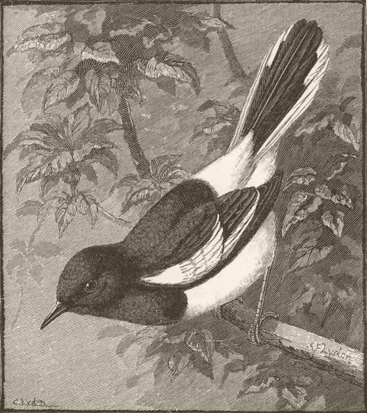 Associate Product PERCHING BIRDS. Malacca Dhyal bird 1894 old antique vintage print picture