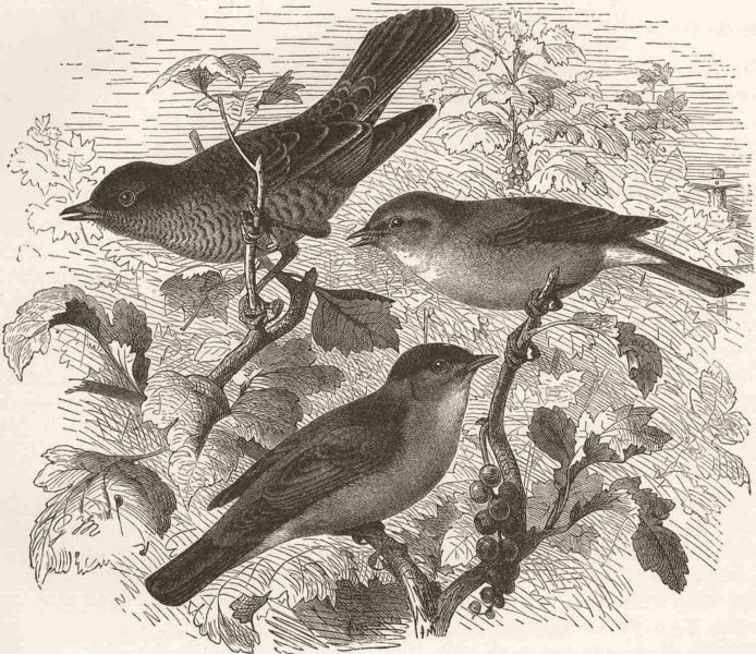 Associate Product PERCHING BIRDS. Barred & garden warblers & blackcap 1894 old antique print