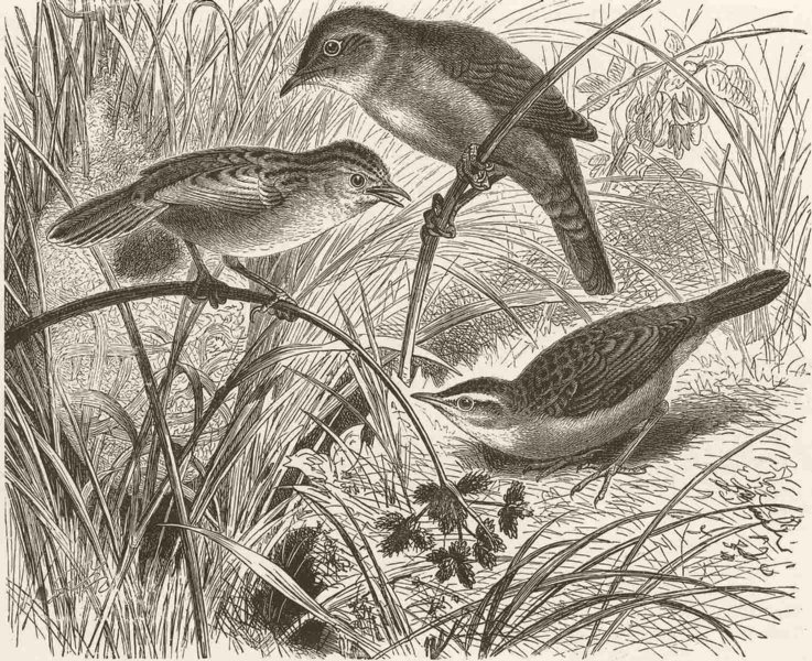 Associate Product PERCHING BIRDS. Sedge-warbler, Cetti's warbler & fan-tail warbler 1894 print