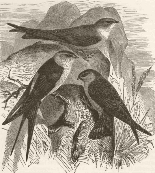 Associate Product PERCHING BIRDS. Red-rumped swallow & crag-martin 1894 old antique print