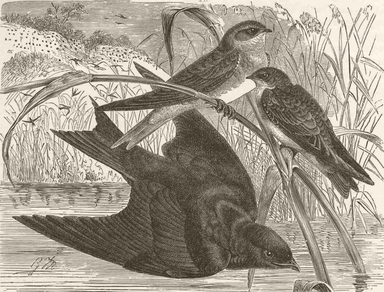 PERCHING BIRDS. Sand-martin & purple martin 1894 old antique print picture