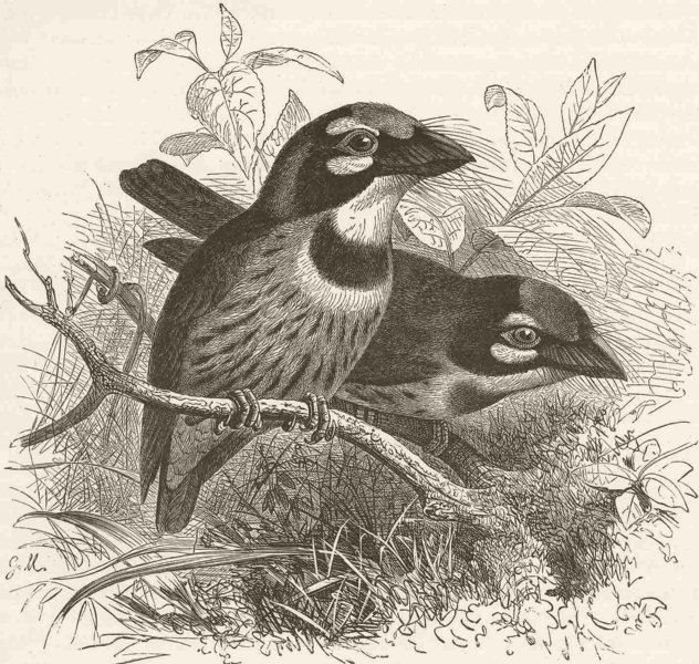 PICARIAN BIRDS. Crimson-breasted barbet -after Keulemans 1894 old print
