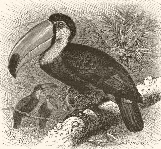 PICARIAN BIRDS. The Toco toucan 1894 old antique vintage print picture