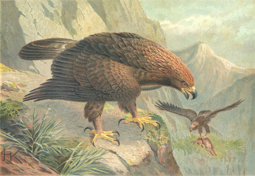 BIRDS. Golden eagle 1895 antique vintage print picture