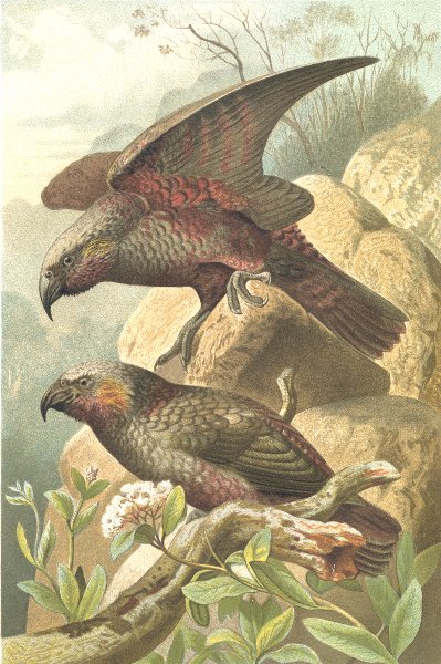 Associate Product BIRDS. Kaka parrots 1895 old antique vintage print picture