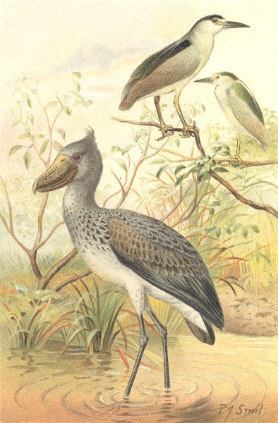 BIRDS. Night-heron and boatbill 1895 old antique vintage print picture