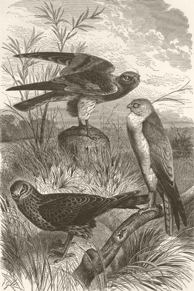 Associate Product BIRDS. Harriers. Hen; Montagu's; Pale-chested 1895 old antique print picture