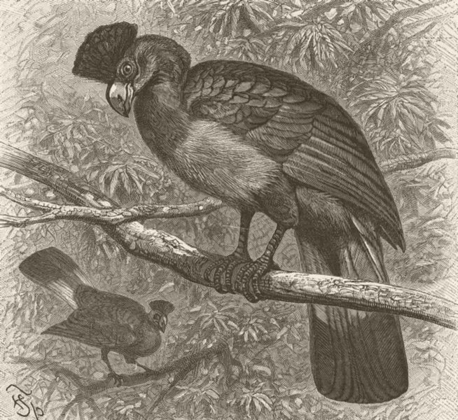 Associate Product BIRDS. Giant plantain-eater 1895 old antique vintage print picture