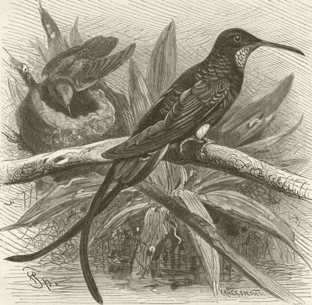 GUYANA. Guyana king humming-bird 1895 old antique vintage print picture