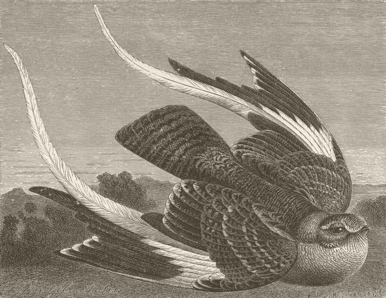 BIRDS. Standard-winged nightjar 1895 old antique vintage print picture