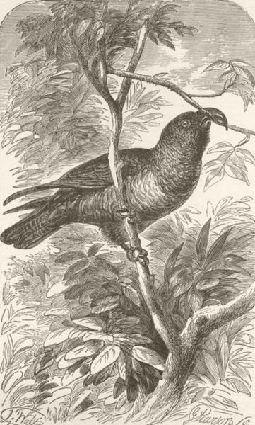 BIRDS. Philip island parrot 1895 old antique vintage print picture