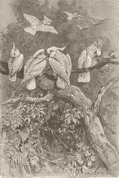 BIRDS. Cockatoos 1895 old antique vintage print picture