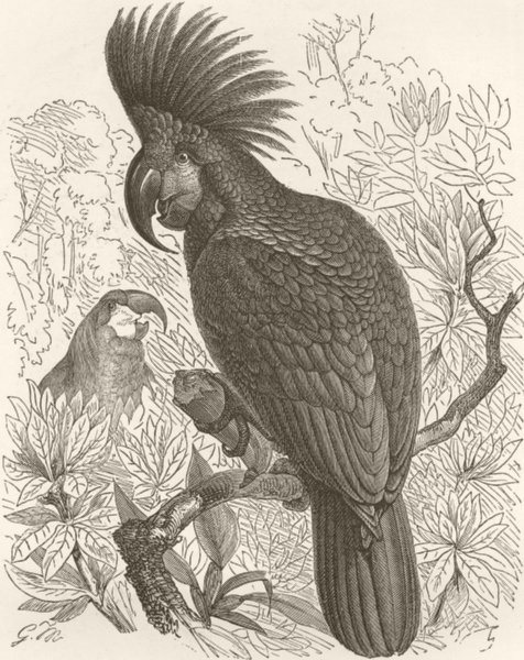 BIRDS. Gt black cockatoo, with crest built  1895 old antique print picture