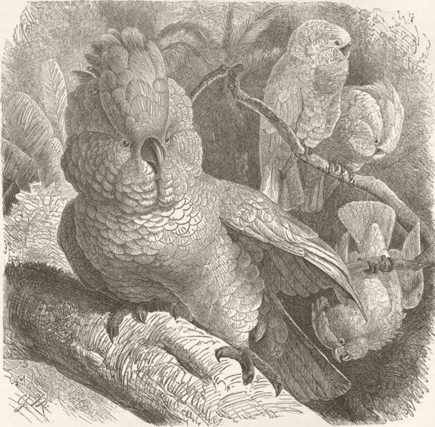 BIRDS. Rose-crested cockatoo 1895 old antique vintage print picture