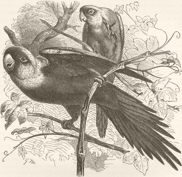 BIRDS. Carolina conure 1895 old antique vintage print picture