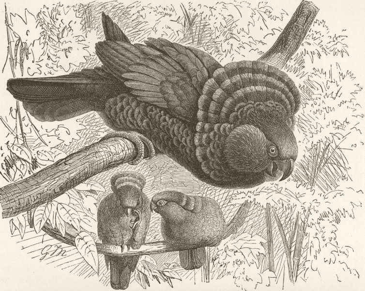Associate Product BIRDS. Hawk-billed parrot 1895 old antique vintage print picture