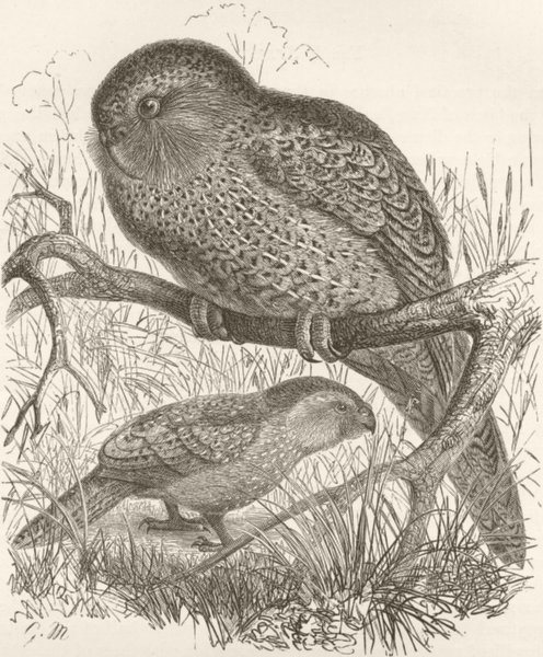 Associate Product BIRDS. The owl-parrot 1895 old antique vintage print picture