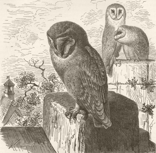 BIRDS. Barn-owls 1895 old antique vintage print picture