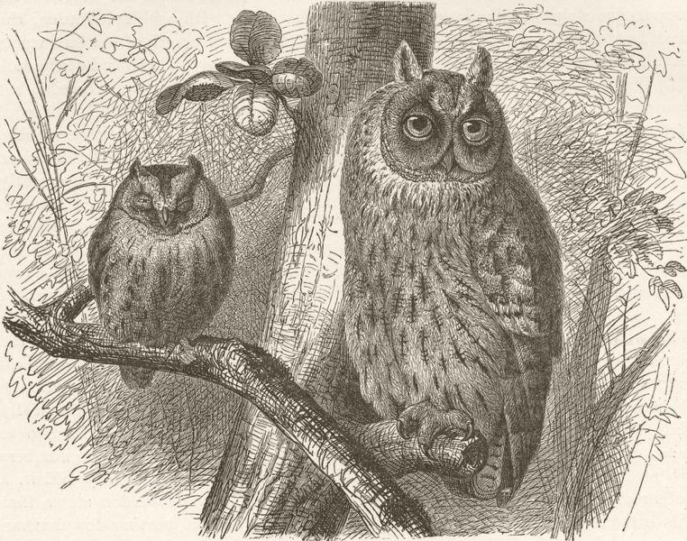 BIRDS. Scops owl and long-eared owl 1895 old antique vintage print picture