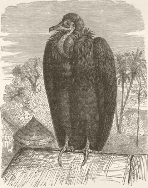 BIRDS. Pileated vulture 1895 old antique vintage print picture