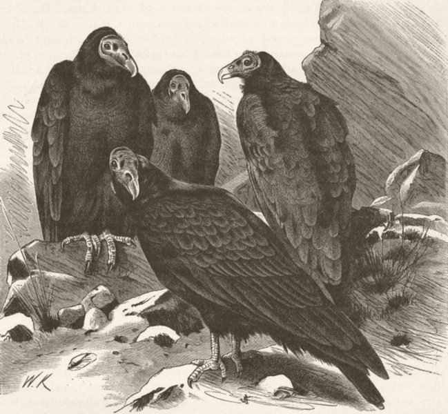 TURKEY. Group of turkey vultures 1895 old antique vintage print picture
