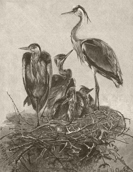 BIRDS. Grey herons and their nest 1895 old antique vintage print picture