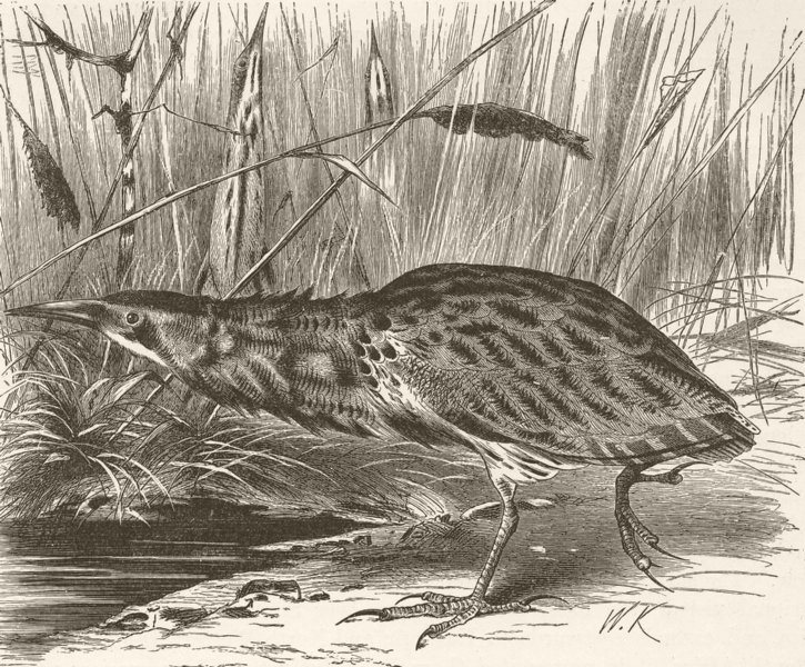 BIRDS. Common bittern in its various postures  1895 old antique print picture