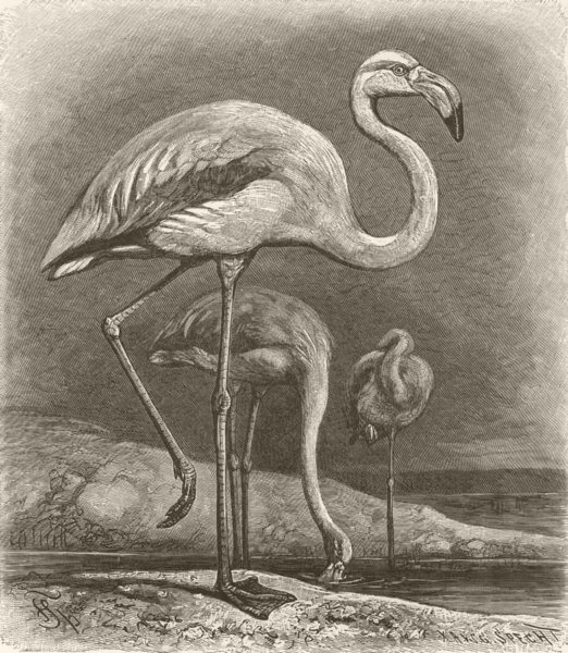 BIRDS. European flamingoes 1895 old antique vintage print picture