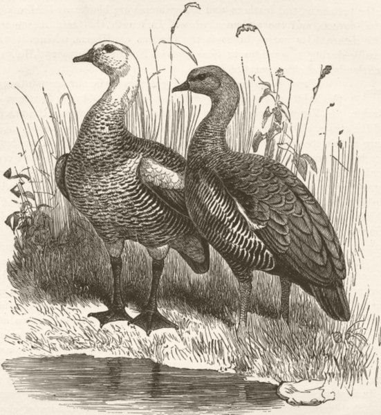BIRDS. Male & female half-bred upland geese 1895 old antique print picture