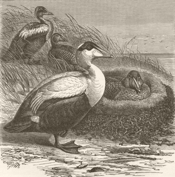 Associate Product BIRDS. Eider-ducks and nest 1895 old antique vintage print picture