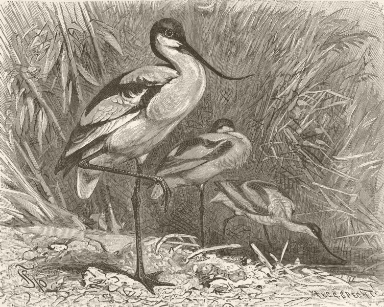 BIRDS. Avocets 1895 old antique vintage print picture