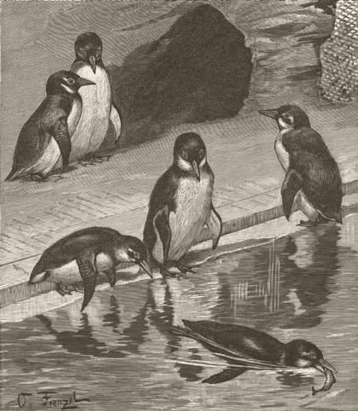 BIRDS. Group of black-footed penguins 1895 old antique vintage print picture