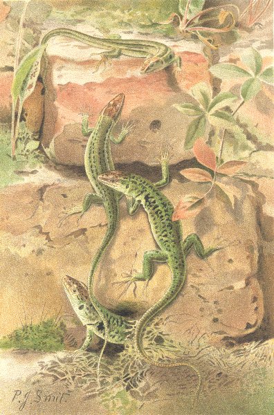 REPTILES. Wall-lizards 1896 old antique vintage print picture