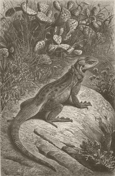 REPTILES. Rough-tailed agama basking 1896 old antique vintage print picture