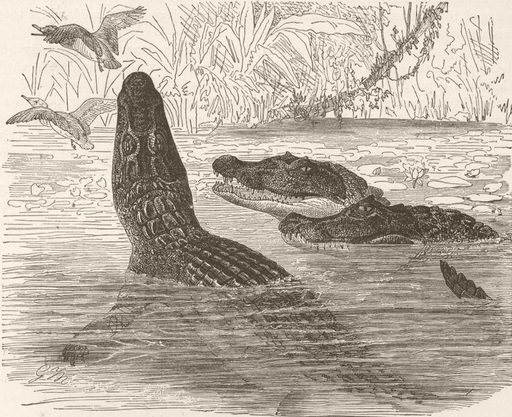 Associate Product CAIMANS. Spectacled caiman 1896 old antique vintage print picture