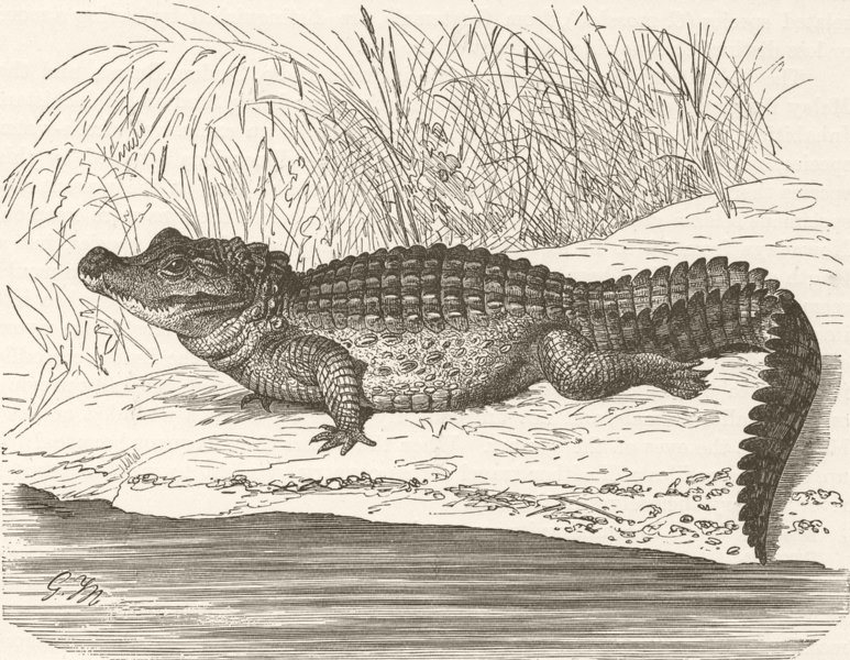 CROCODILES. Stumpy crocodile 1896 old antique vintage print picture