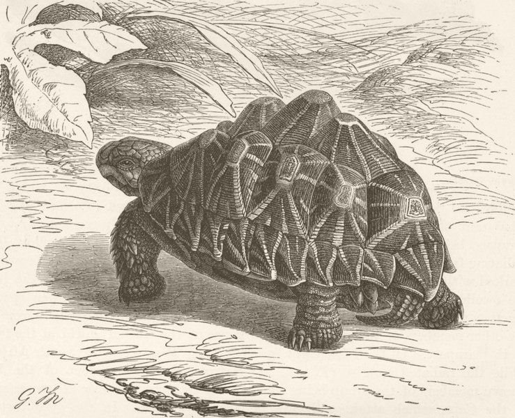 TORTOISES. Elegant tortoise 1896 old antique vintage print picture