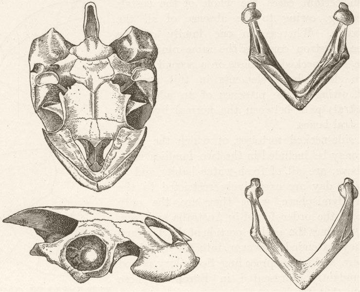 Associate Product TORTOISES. Skull & lower jaw of greaved tortoise 1896 old antique print
