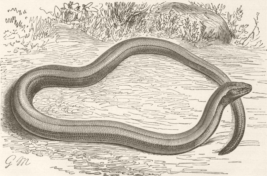 Associate Product REPTILES. The blind-worm 1896 old antique vintage print picture