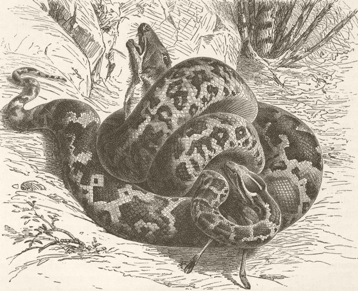 Associate Product INDIA. Indian python crushing its prey  1896 old antique vintage print picture
