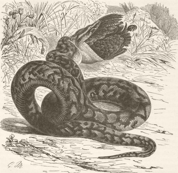 BIRDS. African python swallowing bird  1896 old antique vintage print picture